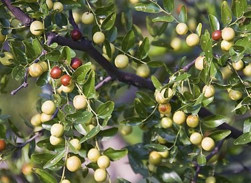  「植物」在五台山附近，1种野草较为“独特”，能结出“小红果”，价值高
