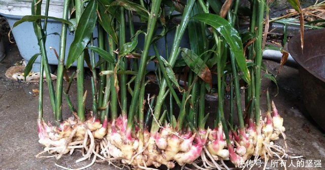 多功能的庄稼，今年种植的都发家了，每亩地收入15000元