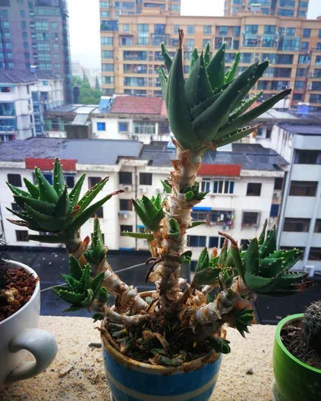  值钱■芦荟不值钱，养成“老桩”很稀罕，叶子胶质多，越老越值钱