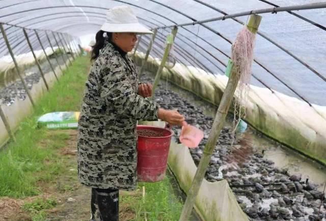  养殖场：曾经每亩躺赚10万，如今养多少亏多少，养殖户：明年还有戏吗？