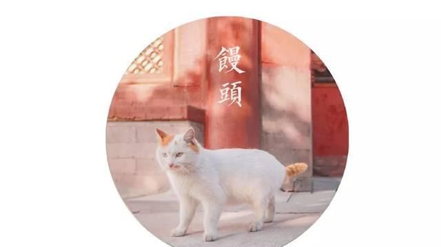 一年 30 多趟故宫，只为拍摄超赞「故宫猫咪图籍」！