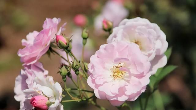 「开好」井研县丨花都开好了！10000余平方米月季花等你来赏