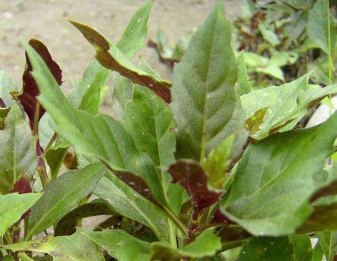 「功效」这东西,人称“降压草”,是高血压克星,河边就有,遇见带走!