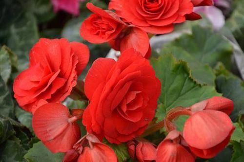 『美极了』喜欢养护花卉，就在家中春季养护3种花卉，花朵层层叠叠，美极了