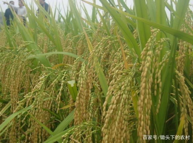 中国杂交水稻尼泊尔成功种植，收成让尼泊尔农民大呼“不可能”