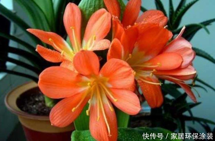  『层层』最受欢迎的4种花，阳台开出花海，妖艳妖娆，层层交叠，烂漫迷人