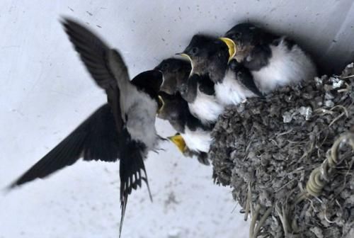  #昆虫#从古至今中国人从来不吃燕子，但燕子却越来越少，背后真