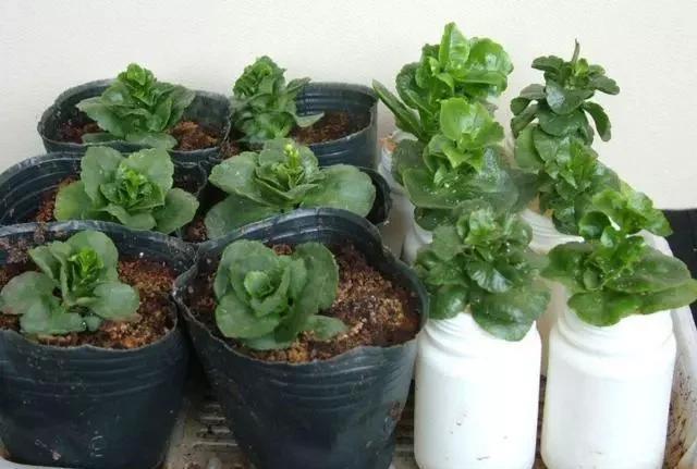 修剪下|喜欢养花就得学会扦插,用4种植物练手,保证插一个活一个
