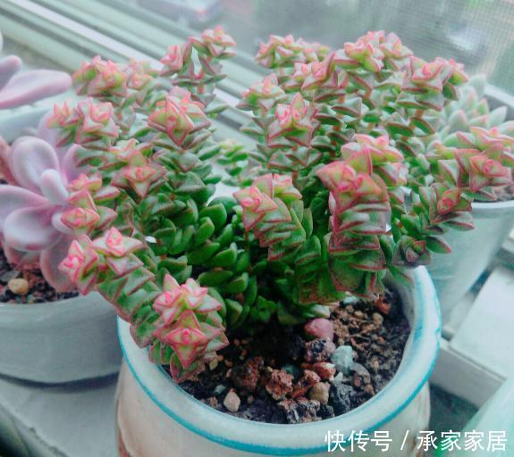 「潮湿」春天养多肉还在犯愁浇水问题?捏一捏它们,让你找准时机补水