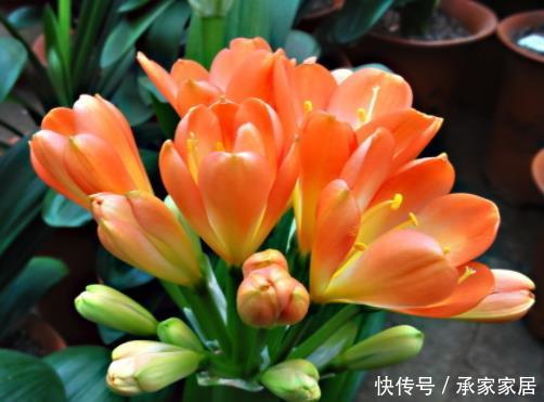  『往来』人情往来中，这4种花不要轻易送人，小心把自家“福气”送走