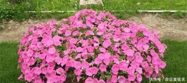 搜罗■史上最全“懒人植物”大搜罗,看看哪盆才是你的心头好