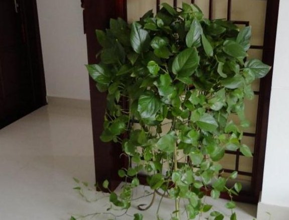  绿萝|养了2年绿萝，没有半点长大的迹象，灌点“这溶液”，疯长不止！
