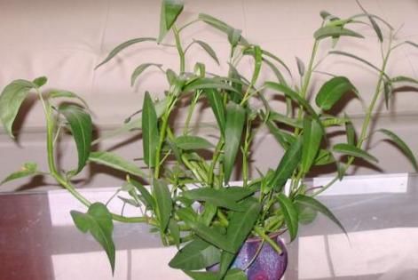  适合|农村这3种植物很适合家庭水中养殖，好看又好养，你养过几种？