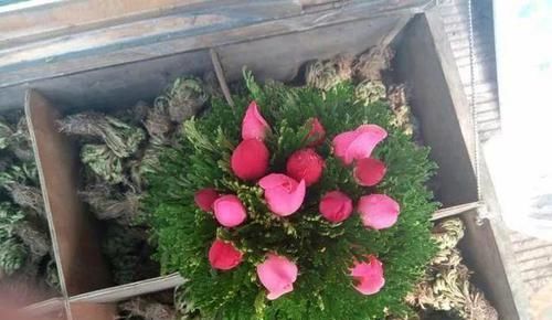  朱顶红：看见这花可别买，忍住，小心被忽悠，花钱买气受！