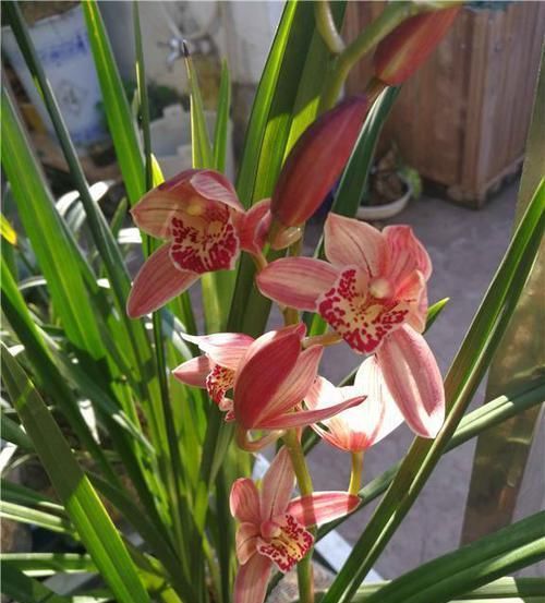  『值得』此兰，被誉为花中贵妃，花色妖艳，花香扑鼻，倾国倾城，值得拥有