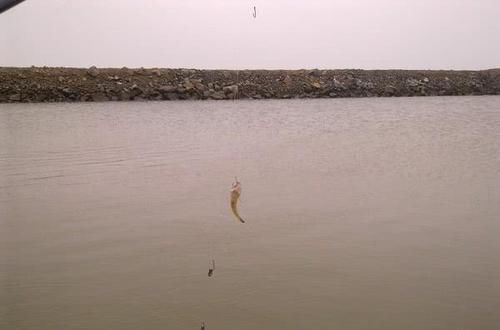  「钓友」沿海钓友的“入门鱼”吃食大胆，索饵凶狠，有一股蛮劲