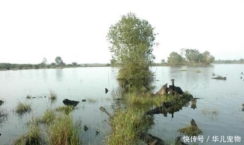 拼命■以美丽凶悍著称的孔雀鲈,遇见鱼饵拼命追,想钓点别的鱼都困难