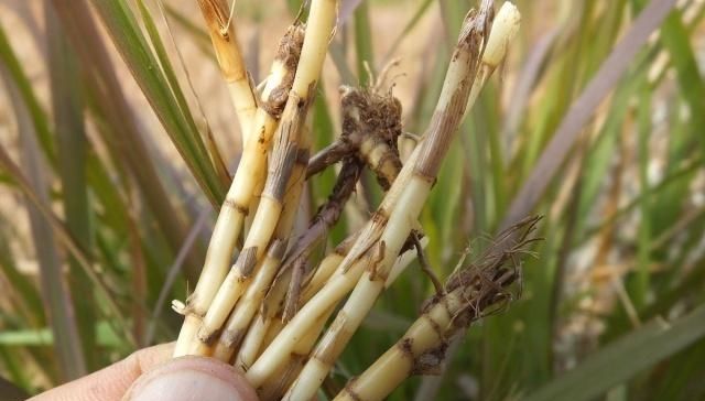  农户@不起眼的茅草根一斤卖到二十几元，为何不见农户种植？