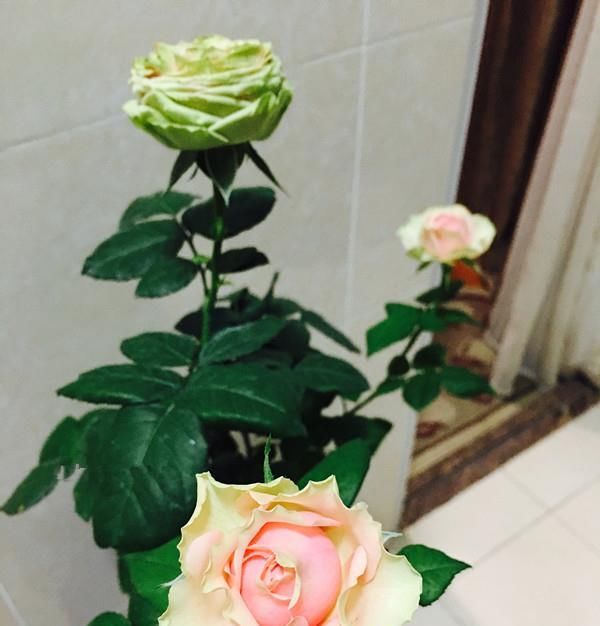  栽培：忘了绿萝吊兰吧，此新型盆栽绿植，栽培容易，花朵奇特，四季开花