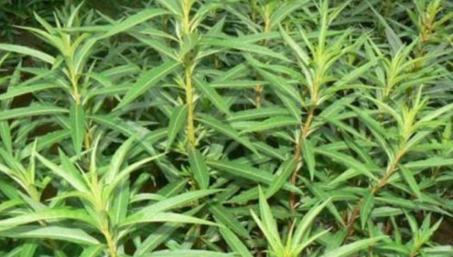  「农民」农村这种野生植物，经常出现在农田里，农民：喝酒的人