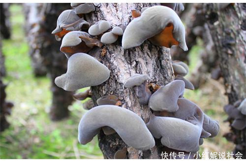 山里的一种“天然宝贝”，以前人们不稀罕，现在一斤60多