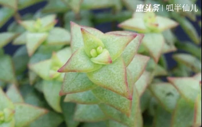 #上名#傻傻分不清的多肉,就看它这儿,一眼就能叫上名!