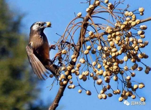 苦楝：这个乡土树种不一般，被誉为“可解决全球难题之树”