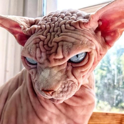 『外星』长满褶皱的猫咪,就像一个外星怪兽,猫主人不害怕吗
