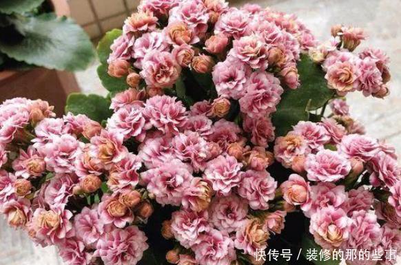  『喜欢水』你要的养花知识全在这里，学会了你就是养花高手，你了解多少