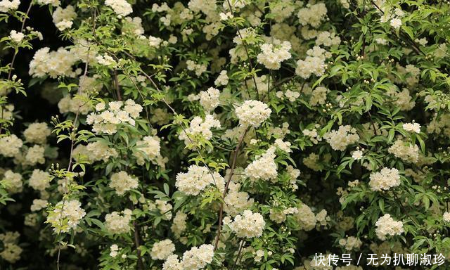 『木香花』抓住春天的“尾巴”,养上这几种花,赴一场最美“约会”