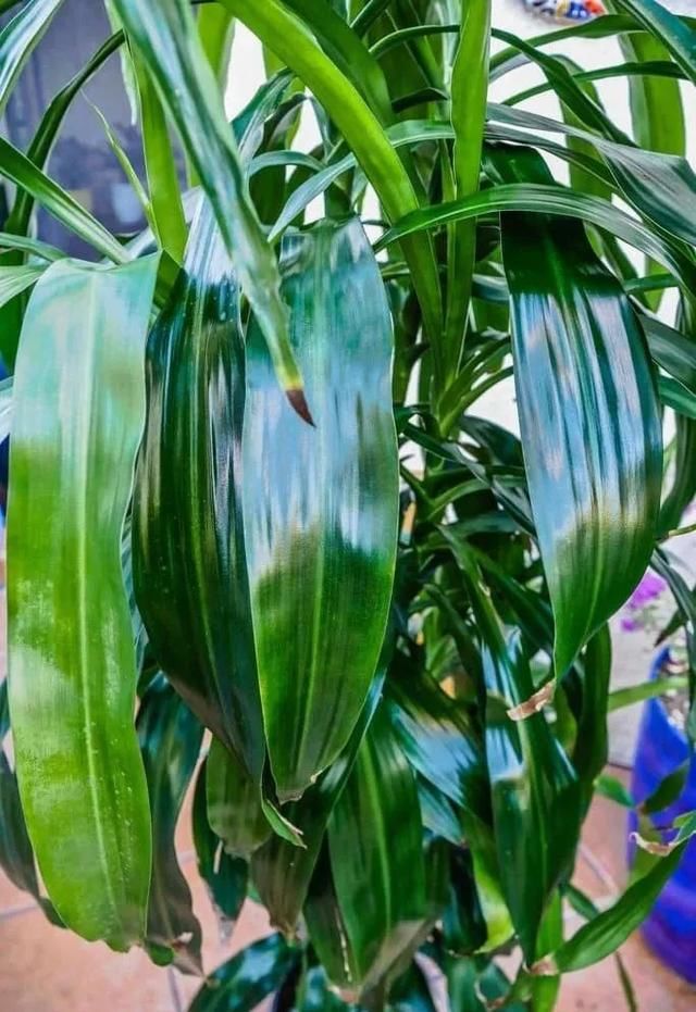  植物的叶片■两三周给室内植物清洁一次，远离病虫害，让叶子更油亮