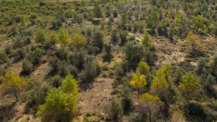 中国花费30年沙漠“变”绿洲，如今被他们“毁了”，治沙人心寒