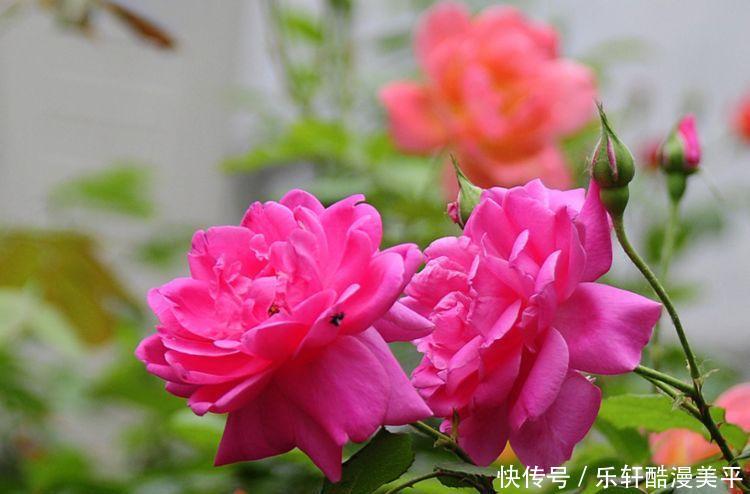  「大方」最能讨得婆婆欢心的三大生肖女，贤惠大方高情商，平时深藏不露