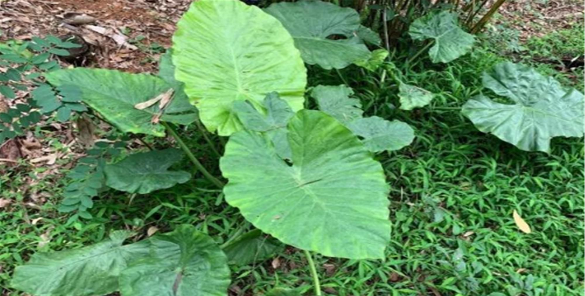  『绿色植物』为大家普及六种有毒花，看见绕道走，千万要当心哦！