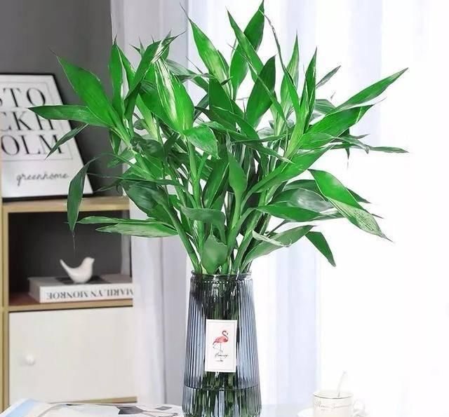  观赏价值极■家养六种“富贵花”，吉祥又如意，富贵又生财，人人都喜欢