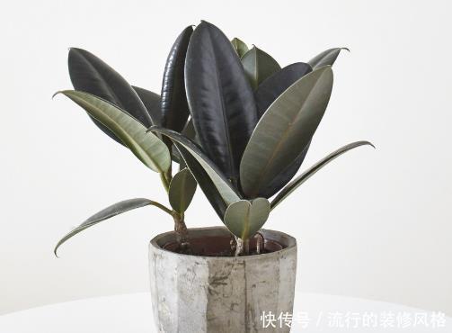  『养护』4种绿植是吸二手烟“小能手”，管理简单又省心，不怕多年老烟枪
