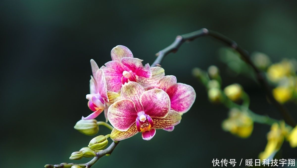 越好|特别耐热的几种花,40度依旧能正常开花,越热长得越好