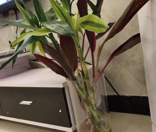  「养护」4种植物喜欢“客厅”，光线越弱，叶片反而越有“光泽”，好养！