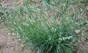  【养花常识】缫丝花， 根皮、茎皮含鞣质，提制 栲胶。