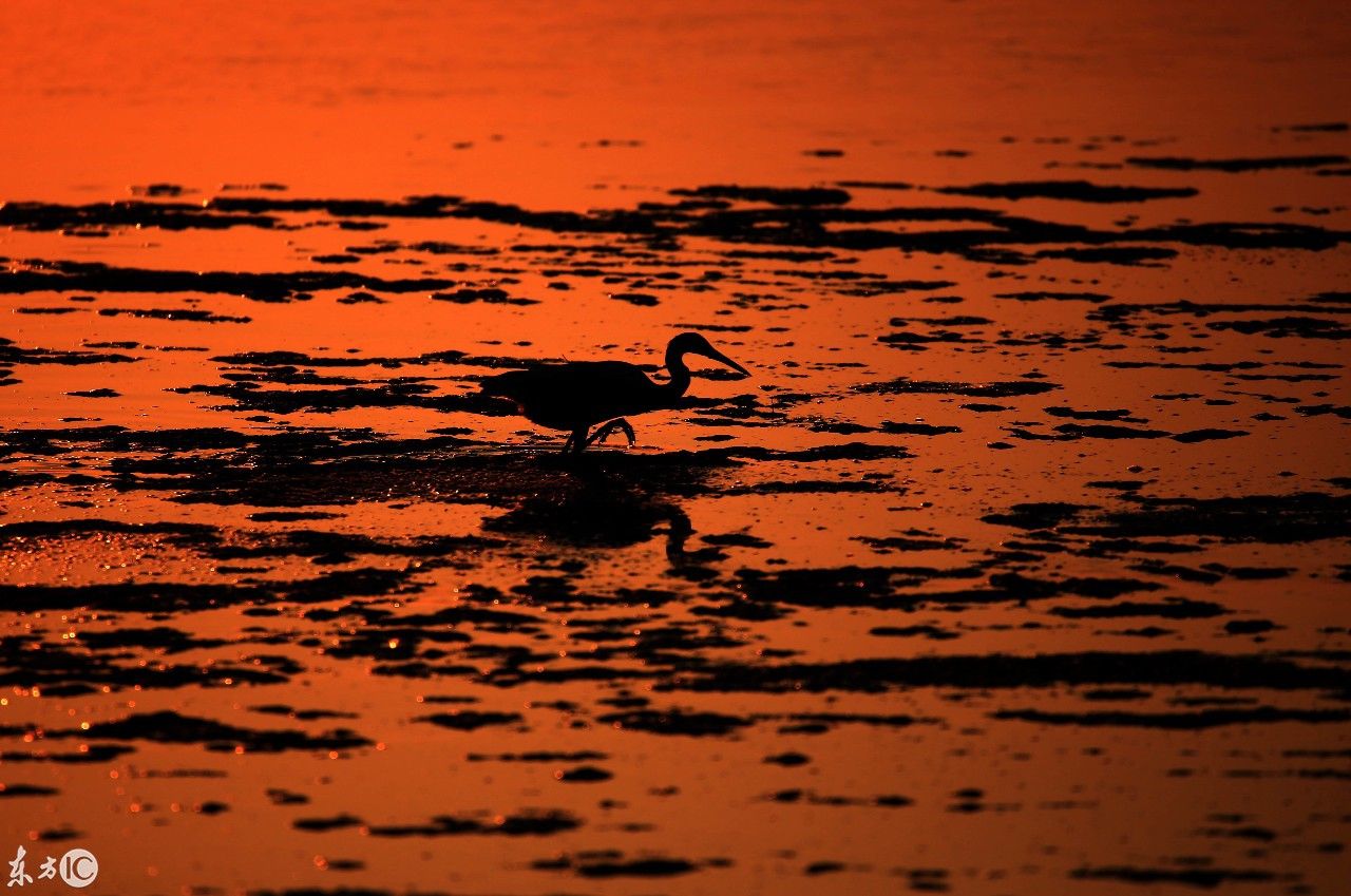安徽:秋日夕阳映白鹭