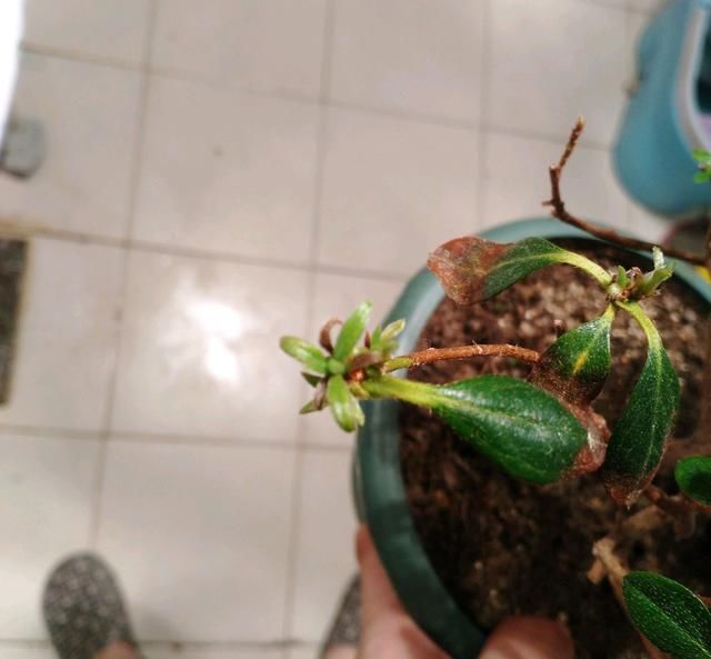  『盆土』杜鹃花长出新芽就发黑？闷根是首因，室内养护杜鹃花，2点很关键