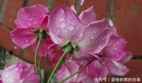 次水就行@阳台变花园,8种花现在养,半个月就爆满阳台,长的飞快花也多