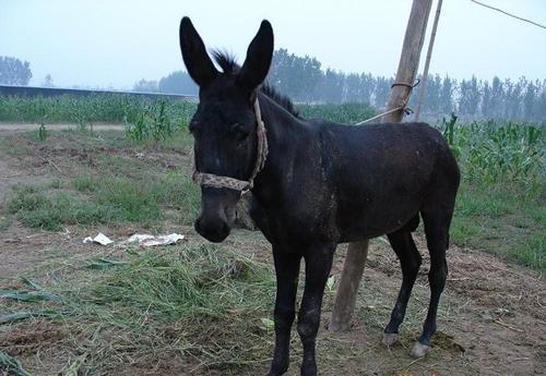 驴肉，驴皮都能卖钱，利润高，为啥农村养驴的少，养猪的却很多？