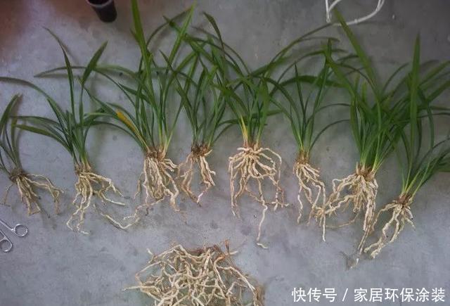  [些花友养]兰花养爆了盆，春天1个小技巧，分出20盆，瞬间变大户！