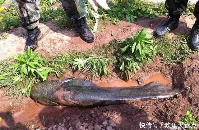  『钓获』水库钓获这条38斤的巨鲶，鱼线被拉得“吱吱作响”