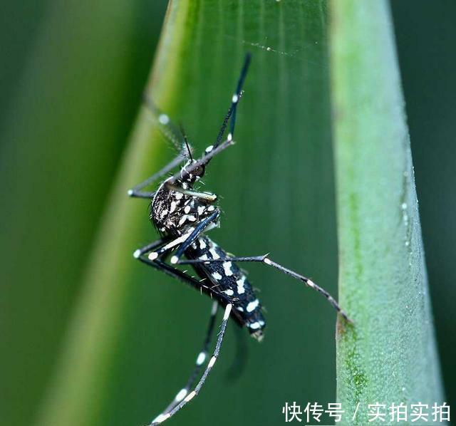  [时间]“花蚊子在我国出现时间并不长，但人们白天已无法乘凉，