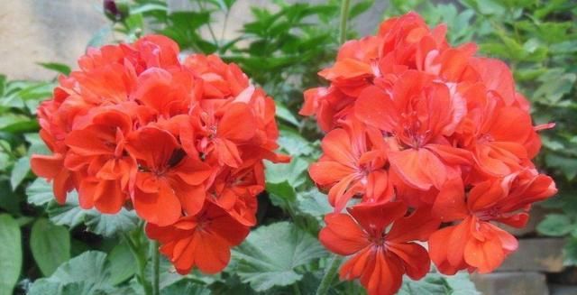  「风信子」夏天到了，这6种花都会进入休眠期，我们怎么养护？