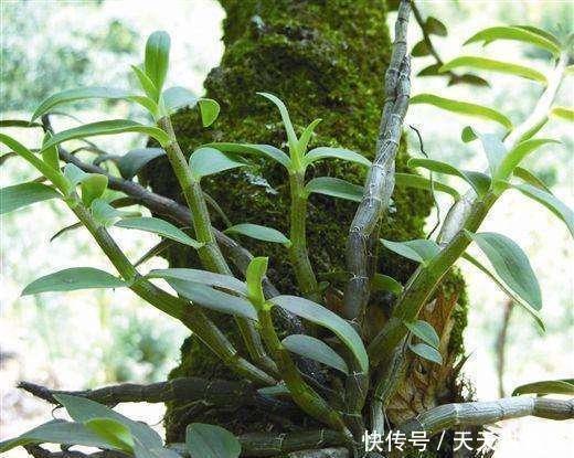 #植物#长在石缝里的石斛,不是普通的野草,喜欢就家养,浇水就能活