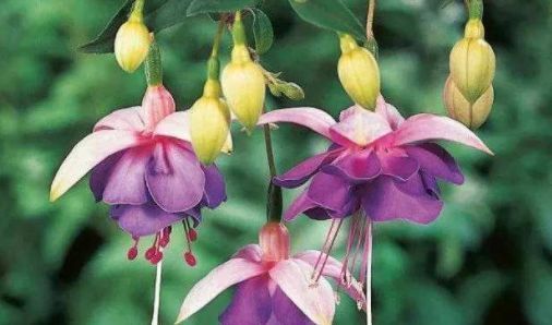  『适合』春天种此款植物，好养不费心，半月浇次水就爆盆，最适合懒人养