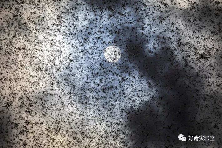  逼近@千亿蝗虫逼近中国边境，但你的辣椒和孜然可能白准备了